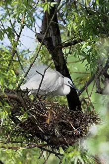 Garzetta: Little Egret (Egretta garzetta) in the Danube
