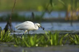 Garzetta: Little Egret (Egretta garzetta) in the Danube