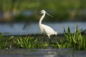 Garzetta: Little Egret (Egretta garzetta) in the Danube