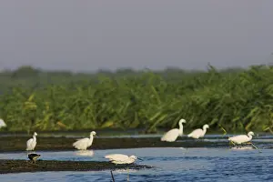 Garzetta: Little Egret (Egretta garzetta) in the Danube