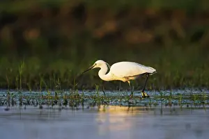 Garzetta: Little Egret (Egretta garzetta) in the Danube