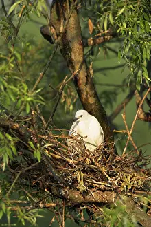 Garzetta: Little Egret (Egretta garzetta) in the Danube