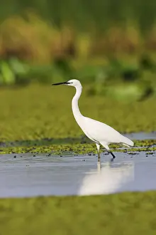 Garzetta: Little Egret (Egretta garzetta) in the Danube