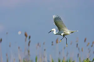 Flooded: Little Egret (Egretta garzetta) in the Danube