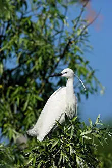 Flooded: Little Egret (Egretta garzetta) in the Danube