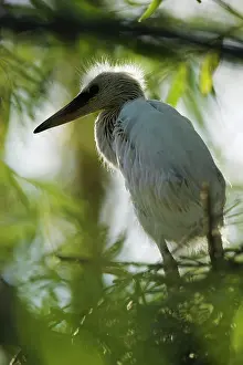 Flooded: Little Egret (Egretta garzetta) in the Danube