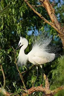 Flooded: Little Egret (Egretta garzetta) in the Danube