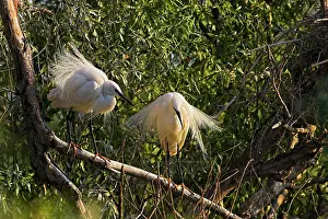 Flooded: Little Egret (Egretta garzetta) in the Danube