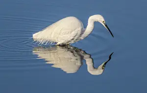 Egret: Little egret, Egretta garzetta, feeding in calm