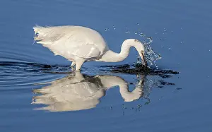 Splash: Little egret, Egretta garzetta, feeding in calm