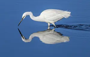 Egret: Little egret, Egretta garzetta, feeding in calm