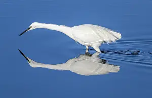 Egret: Little egret, Egretta garzetta, feeding in calm