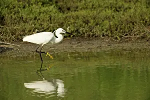 Ditch: Little Egret (Egretta garzetta) foraging