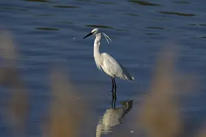 Herons: Little Egret (Egretta garzetta) Germany
