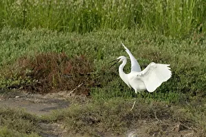 Ditch: Little Egret (Egretta garzetta) hunting
