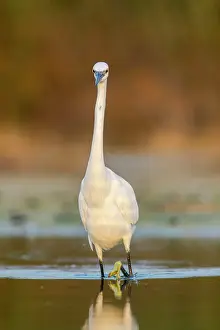 Garzetta: Little Egret - feeding on marsh