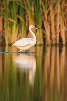 Garzetta: Little Egret - feeding on marsh