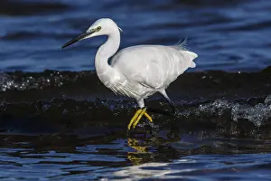 Garzetta: Little Egret - fishing on sea - Asturias, Spain