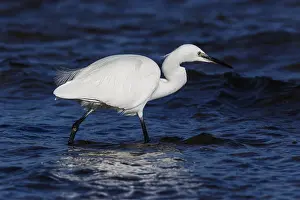 Garzetta: Little Egret - fishing on sea - Asturias, Spain
