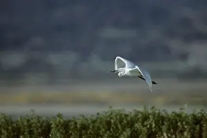 Lesvos: Little Egret - In Flight