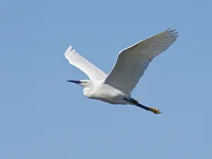 Egret: Little Egret - in flight Egretta garzetta Abberton
