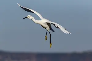 Garzetta: Little Egret - flying - Asturias, Spain