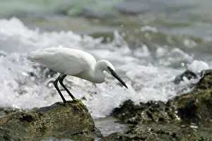 Keeling: Little Egret - Foraging on the ocean side of Home Island