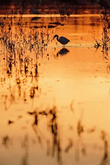 Garzetta: Little egret hunting in a rice field