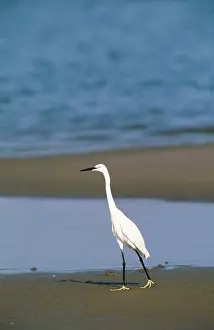 Ebro: Little Egret - Hunting at the shore of the Peninsula