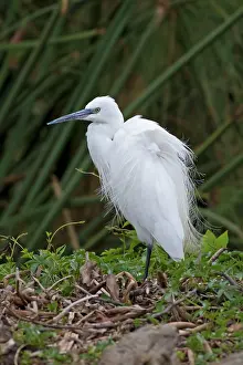 Garzetta: Little Egret Lake Naivasha, Kenya