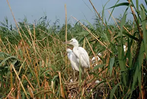 Karin Laub: Little Egret - at nest