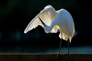 Garzetta: Little Egret - preening