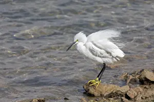 Preen: Little Egret - Preening - UK