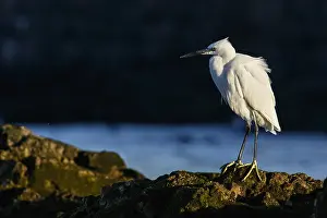 Garzetta: Little Egret - resting on stones - Asturias, Spain