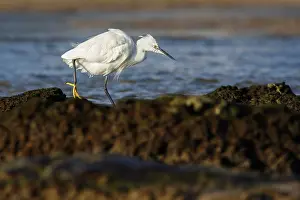 Garzetta: Little Egret - resting on stones - Asturias, Spain