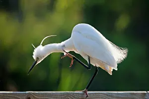 Garzetta: Little Egret - scratching neck