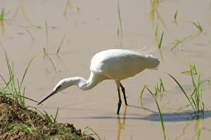 Paddies: Little Egret - Standng in water
