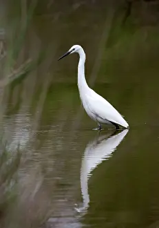 Egretta: Little Egret - wading in salt marsh