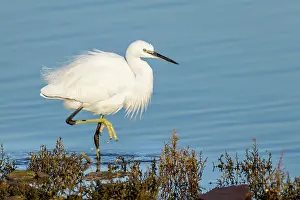 Foot: Little Egret - Walking - UK