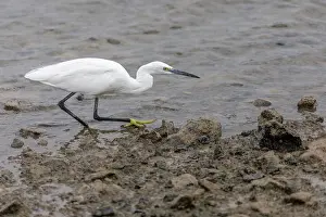 Foot: Little Egret - Walking - Water's Edge - UK