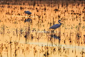 Sergio Arias: Little Egrets in rice field at sunset