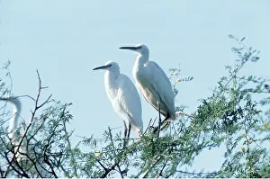 Maureen Brown: LITTLE EGRETS - x two, on branch