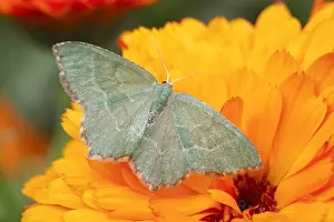Calendula: Little Emerald Moth on Calendula Flower - Norfolk