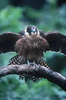 Falconidae: Little Falcon