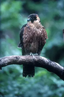Falconidae: Little Falcon