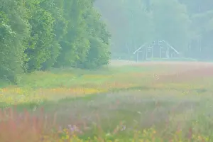 Esdorp: Little farmhouse in a flowering meadowfield in mist