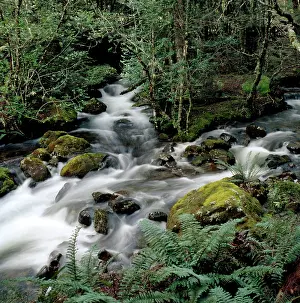 Fisher: Little Fisher River. Central Plateau Protected