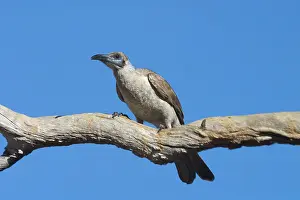 Sordidus: Little Friarbird