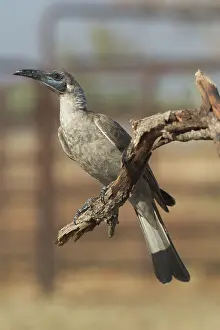 Sordidus: Little Friarbird