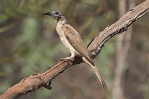 Sordidus: Little Friarbird